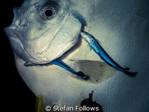 Taken to the cleaners ... Longfin Batfish - Platax teira.... by Stefan Follows 